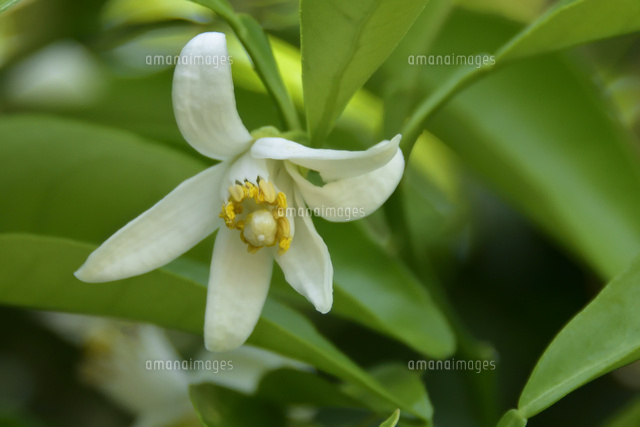 ミカンの花 の写真素材 イラスト素材 アマナイメージズ