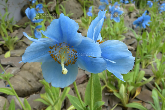 箱根 湿性花園 キスゲの咲く季節　パステル画 箱根 湿性花園 キスゲの咲く季節 パステル画 季節の花 春|箱根湿