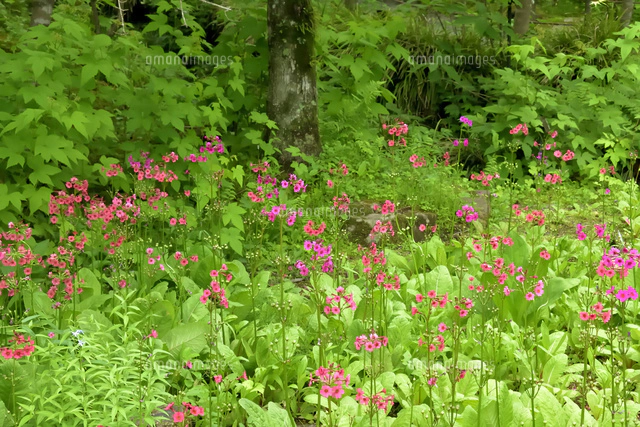 箱根 湿性花園 キスゲの咲く季節　パステル画 箱根湿生花園【公式】SHISSEIKAEN