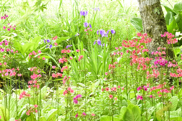 格安saleスタート】 季節の花 春|箱根湿生花園【公式】 絵画 - 絵画