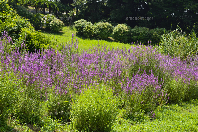 ミソハギが咲く古河公方公園 古河総合公園 の写真素材 イラスト素材 アマナイメージズ