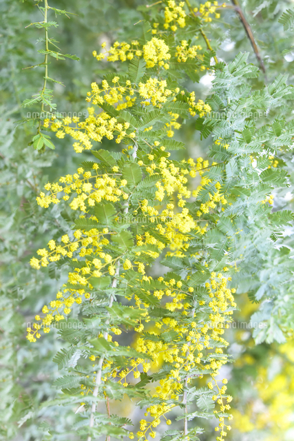 ミモザアカシア マメ目マメ科 の黄色い花と葉 の写真素材 イラスト素材 アマナイメージズ