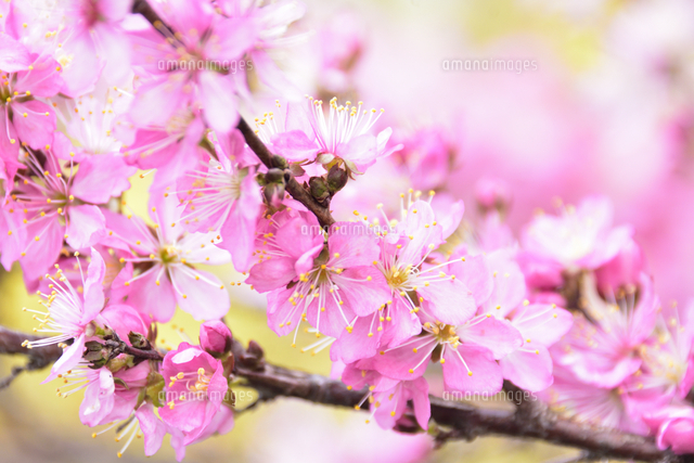 満開に咲いたハナモモ バラ科 スモモ属 の花と枝 の写真素材 イラスト素材 アマナイメージズ