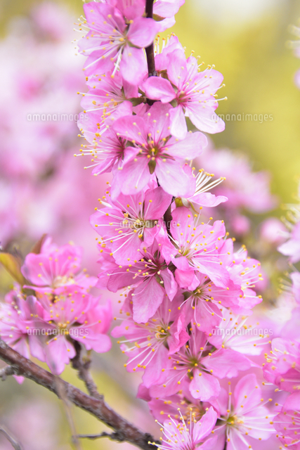 満開に咲いたハナモモ バラ科 スモモ属 の花と枝 の写真素材 イラスト素材 アマナイメージズ