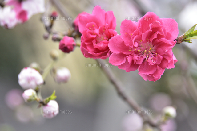 満開に咲いたハナモモ バラ科 スモモ属 の花と枝とつぼみと葉 の写真素材 イラスト素材 アマナイメージズ