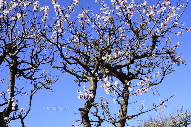 満開に咲いたウメ バラ科サクラ属の落葉高木 の花と幹と枝と空 の写真素材 イラスト素材 アマナイメージズ