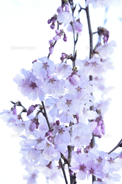サクラ（バラ科サクラ亜科サクラ属の落葉広葉樹）の花と枝とつぼみと空