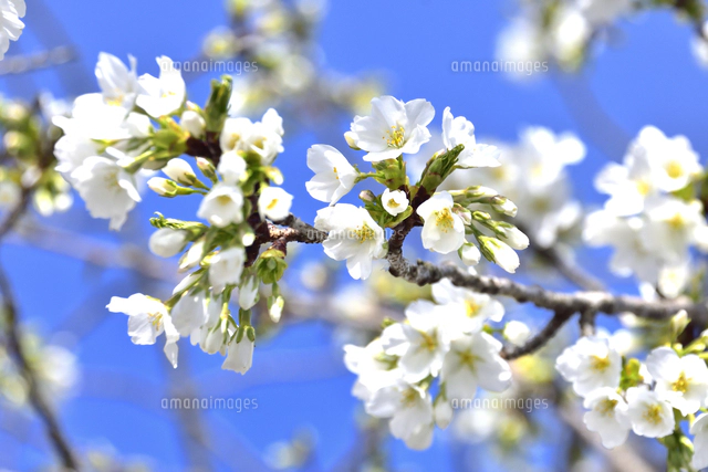 バラ科サクラ属サクラ亜属　桜　落葉広葉樹 サクラ（バラ科サクラ亜科サクラ属の落葉広葉樹）の花と枝とつぼみと空