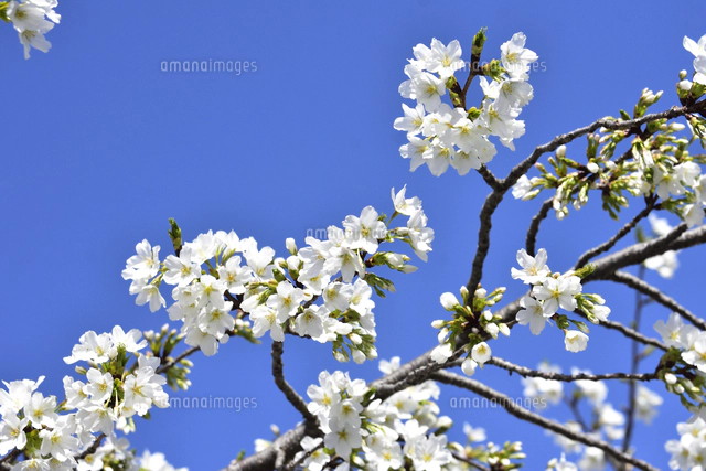 サクラ（バラ科サクラ亜科サクラ属の落葉広葉樹）の花と枝とつぼみと空