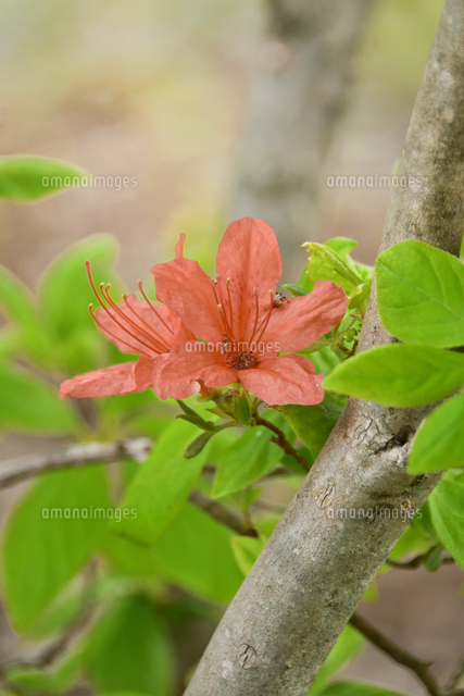 オレンジ色のヤマツツジ（ツツジ科）の花と枝と幹[10261028514]の写真
