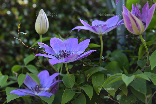 クレマチス（キンポウゲ科 センニンソウ属）別名テッセンの紫色の花と