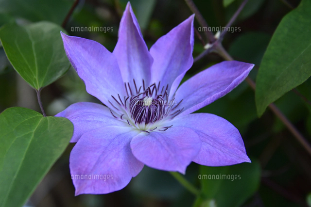 クレマチス（キンポウゲ科 センニンソウ属）の紫の花の葉とつる