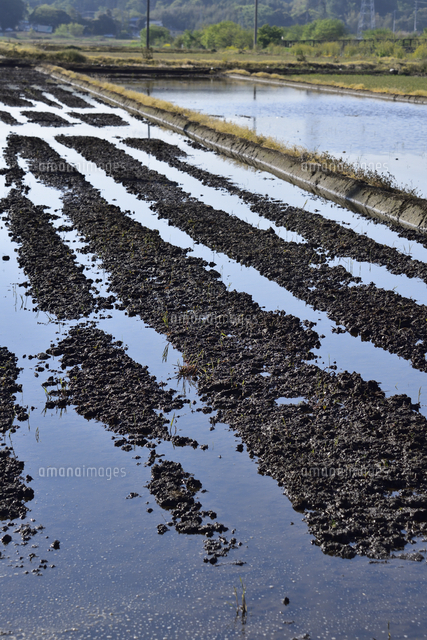 田植えの前準備で水を張り始めた田んぼの光景 の写真素材 イラスト素材 アマナイメージズ 田植えの前準備で水を張り始めた田んぼの光景 の写真素材 イラスト素材 アマナイメージズ