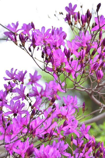 ミツバツツジ（ツツジ科ツツジ属）のピンク色の花とつぼみと枝