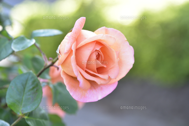 バラ（バラ科バラ属）のピンク色とオレンジ色の混じった花と葉