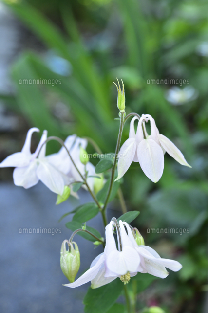 セイヨウオダマキ キンポウゲ科 の白い花とつぼみ の写真素材 イラスト素材 アマナイメージズ