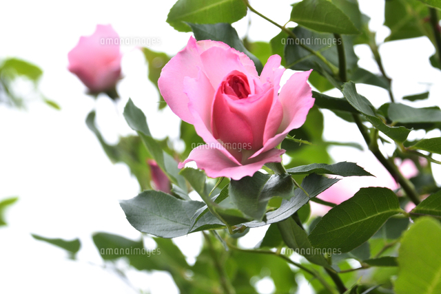 バラ（バラ科バラ属）のピンク色の花とつぼみと葉[10261029147]の写真