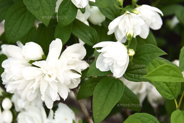 葉の花ページ 八重のバイカウツギ（アジサイ科の落葉低木）の白色の花とつぼみ