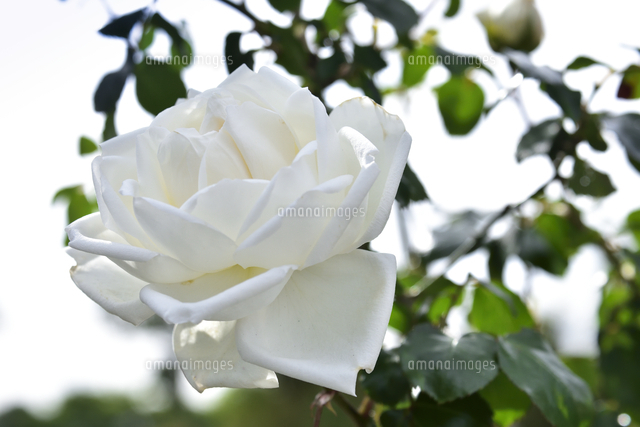 バラ バラ科バラ属 の白い色の花と葉 の写真素材 イラスト素材 アマナイメージズ