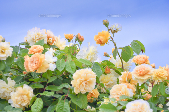 バラ バラ科バラ属 の薄いオレンジ色の花と葉とつぼみと空と雲 の写真素材 イラスト素材 アマナイメージズ バラ バラ科バラ属 の薄いオレンジ色の花と葉とつぼみと空と雲 の写真素材 イラスト素材 アマナイメージズ