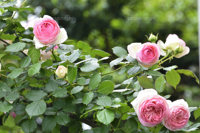 バラ（バラ科バラ属）の白色の縁取りのあるピンク色の花と葉とつぼみ