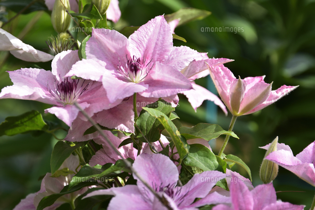 クレマチス（キンポウゲ科 センニンソウ属）別名テッセンの薄いピンク