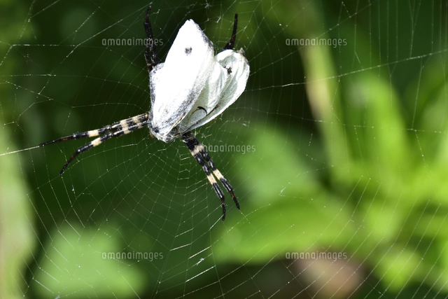 クモ類の写真素材 ストックフォト アマナイメージズ