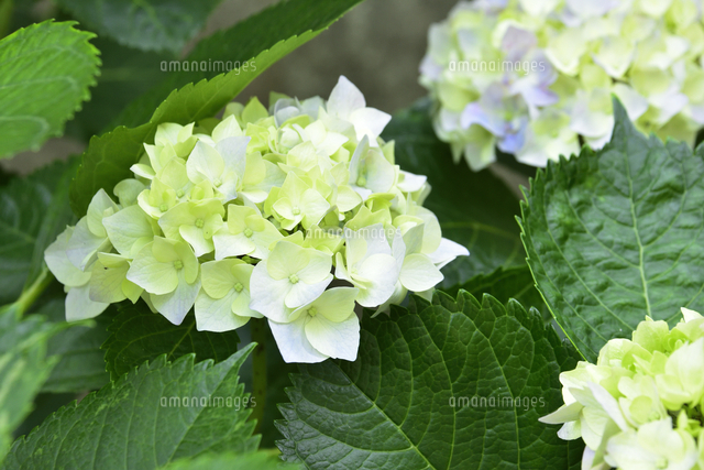 アジサイ アジサイ科アジサイ属 の白を基調に僅かに色づき始めたアジサイの花と葉 の写真素材 イラスト素材 アマナイメージズ