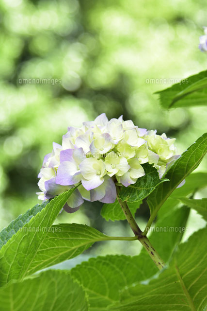 僅かに紫色に色づき始めたアジサイ アジサイ科アジサイ属 の花と葉 の写真素材 イラスト素材 アマナイメージズ