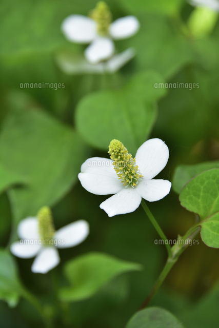 ドクダミ ドクダミ科ドクダミ属の多年草 の花 ドクダミは薬草として効能がある の写真素材 イラスト素材 アマナイメージズ