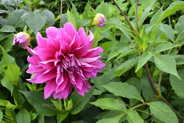 K-102 キリム 赤系 花や葉っぱの柄？ 中東 円く