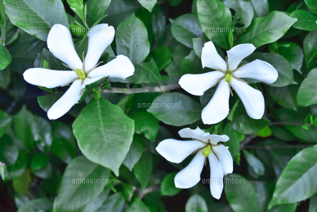 クチナシ アカネ科クチナシ属の常緑低木生薬 漢方薬の原料や着色料に使用 の白い花と葉 の写真素材 イラスト素材 アマナイメージズ