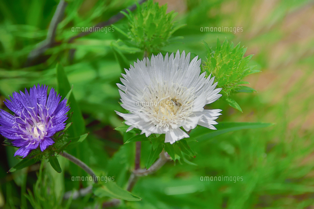ストケシア キク科ストケシア属 の白色と紫色の花と蜜を吸うハチ の写真素材 イラスト素材 アマナイメージズ