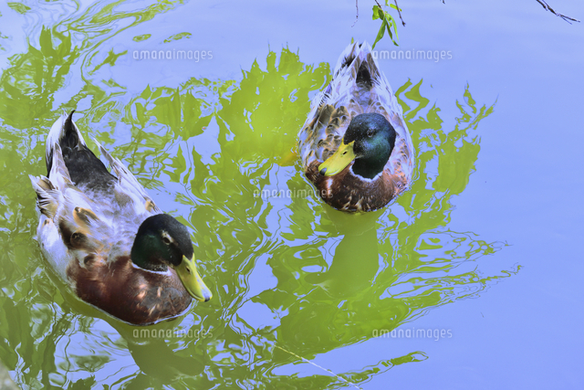 千葉公園の池で泳ぐ春から夏の夏羽に換羽中のエクリプス（非生殖羽）の