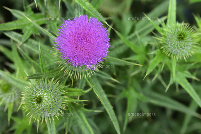 南アメリカのオニカミキリの1種・ペア 南アメリカのオニカミキリの1種・ペア 昆虫シリーズ52