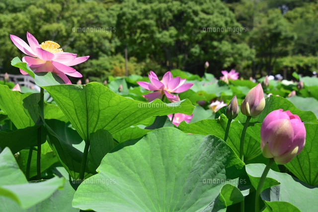 千葉公園に咲く大賀ハス（オオガハス）のピンク色の花（古代のハスの実