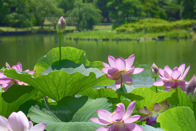 千葉公園に咲く大賀ハス（オオガハス）のピンク色の花（古代のハスの実