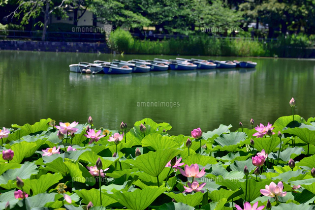 千葉公園に咲く大賀ハス（オオガハス）のピンク色の花（古代のハスの実