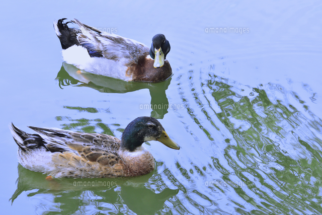 千葉公園の池で泳ぐ春から夏の夏羽に換羽中のエクリプス（非生殖羽）の