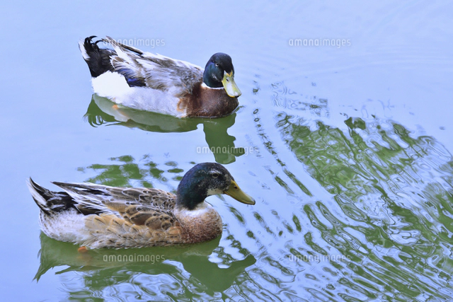 千葉公園の池で泳ぐ春から夏の夏羽に換羽中のエクリプス（非生殖羽）の