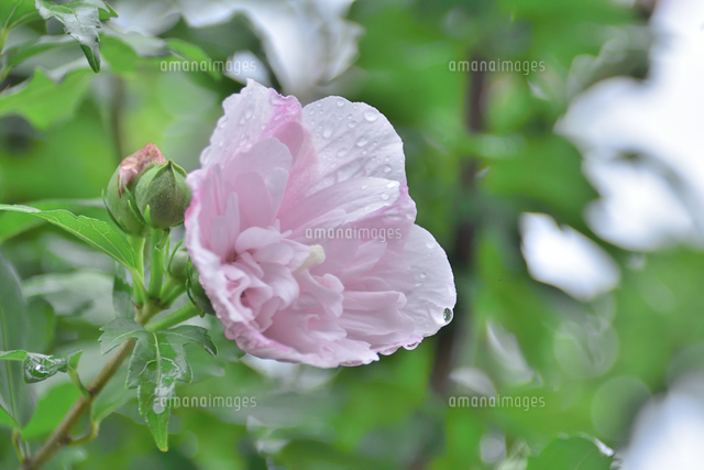 雨に濡れ雫が付いたムクゲ アオイ科フヨウ属の落葉樹 の斑の入ったピンク色の花 と葉と枝とつぼみ の写真素材 イラスト素材 アマナイメージズ