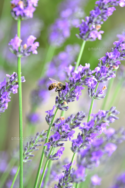 ラベンダー シソ科ラヴァンドラ属の半木本性 植物の通称 の紫色の花と蜜を吸うミツバチ ハチ目ミツバチ科 の写真素材 イラスト素材 アマナイメージズ