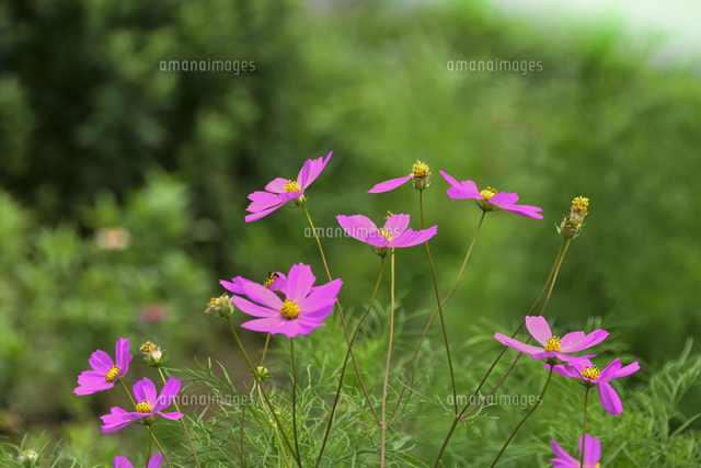 コスモス キク科コスモス属の総称 のピンク色の花とつぼみ の写真素材 イラスト素材 アマナイメージズ