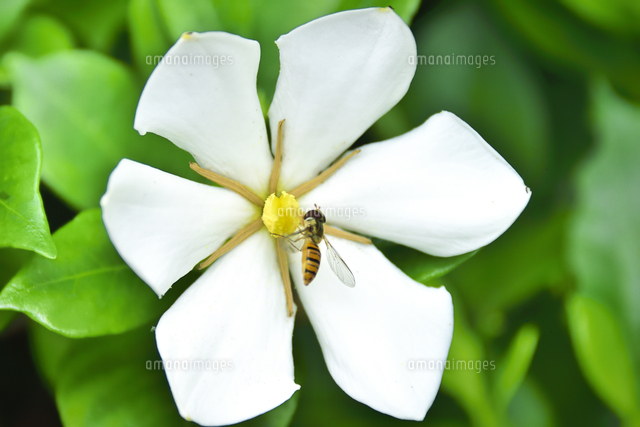 クチナシ アカネ科クチナシ属の常緑低木で生薬漢方薬の原料や着色料に使用 の白い花と葉と蜜を吸うミツバ の写真素材 イラスト 素材 アマナイメージズ