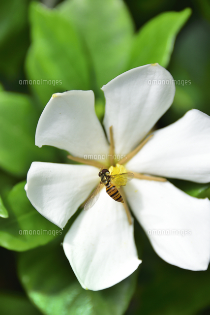 クチナシ アカネ科クチナシ属の常緑低木で生薬漢方薬の原料や着色料に使用 の白い花と葉と蜜を吸うミツバ の写真素材 イラスト 素材 アマナイメージズ