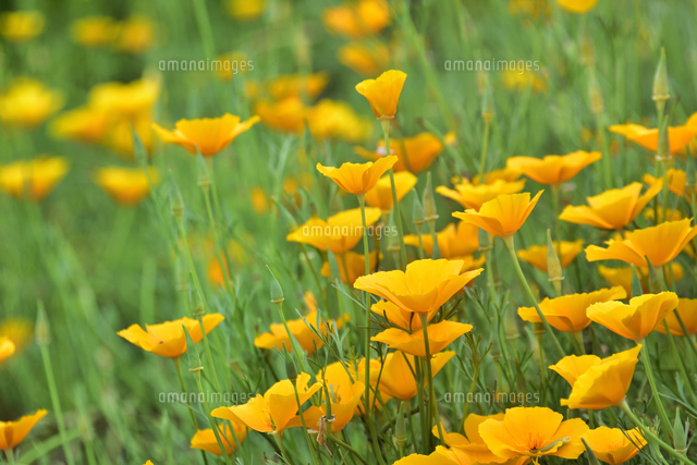 ハナビシソウ ケシ科ハナビシソウ属の耐寒性一年草 のオレンジ色の花とつぼみと葉 の写真素材 イラスト素材 アマナイメージズ ハナビシソウ ケシ科ハナビシソウ属の耐寒性一年草 のオレンジ色の花とつぼみと葉 の写真素材 イラスト素材 アマナイメージズ