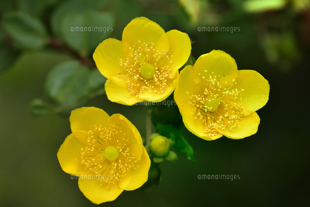 ヒペリク Orカ ム ヒドコート オトギリソウ属 の黄色い花と葉とつぼみ の写真素材 イラスト素材 アマナイメージズ