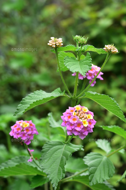 ディオール☆スライド トンボ ミツバチ 植物 花 ロゴ ぺったんこ ランタナ（クマツヅラ科の常緑小低木 和名シチヘンゲ）ピンク色