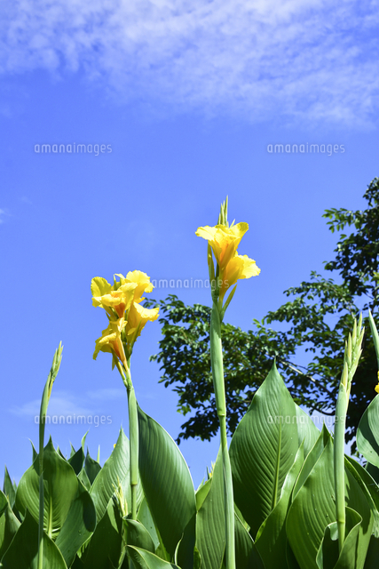 カンナ カンナ科カンナ属の植物の一群 の黄色い花と葉と木と青空と白い雲 の写真素材 イラスト素材 アマナイメージズ