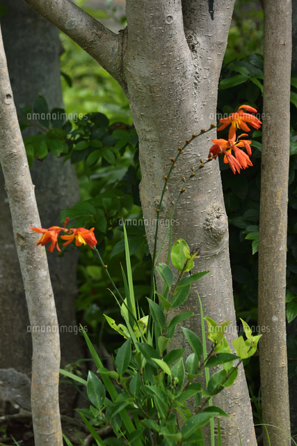 ヒメヒオウギズイセン アヤメ科ヒメヒオウギズイセン属の雑種 のオレンジ色の花のつぼみと木 の幹 の写真素材 イラスト素材 アマナイメージズ